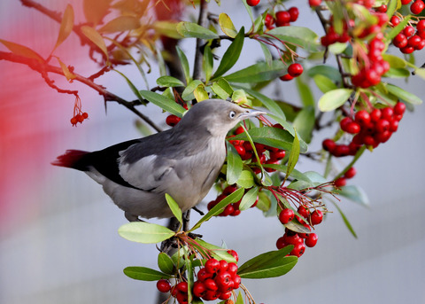 カラムクドリ1282