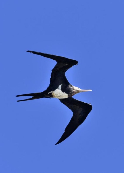 オオグンカンドリ2235