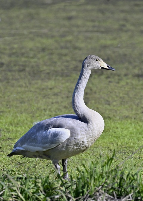 オオハクチョウ幼鳥3058