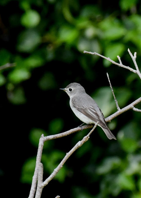 コサメビタキ7370