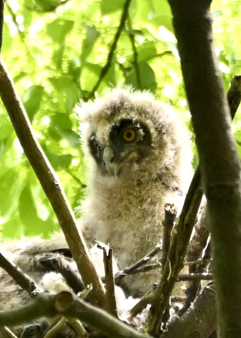 トラフズクのヒナ1831