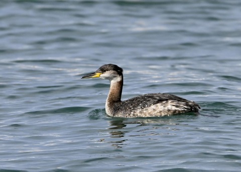 アカエリカイツブリ0643
