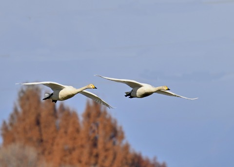 オオハクチョウ2170
