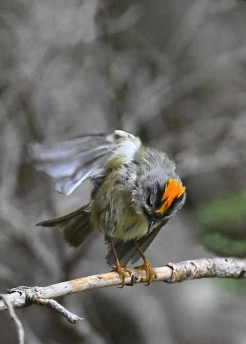 キクイタダキ♂2226