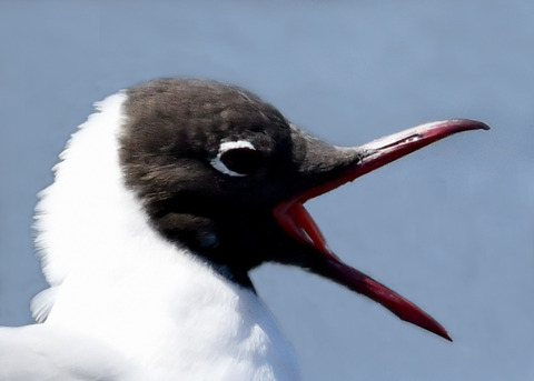 ユリカモメ夏羽9141