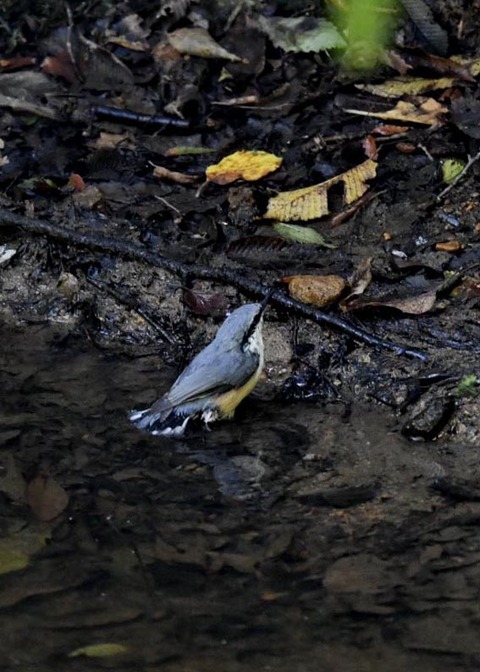 コ゜シ゜ュウカラ7685