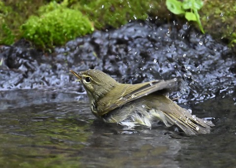 メボソムシクイ0389