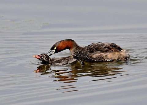 カイツブリ親子2879