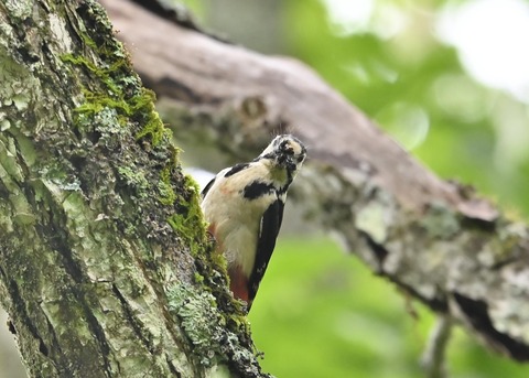 アカゲラ♀5467