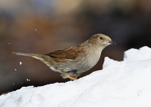 カヤクグリ4786