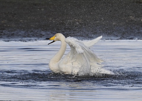 オオハクチョウ4097
