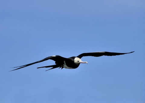 オオグンカンドリ0375