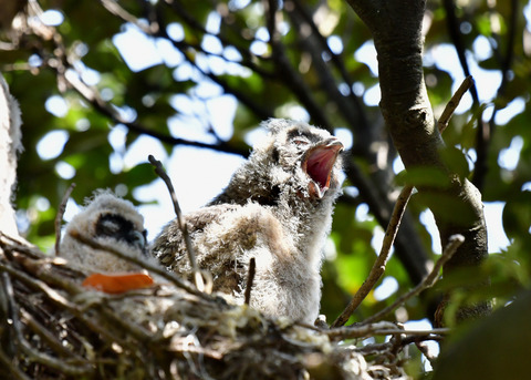 トラフズクのヒナ⑤6103