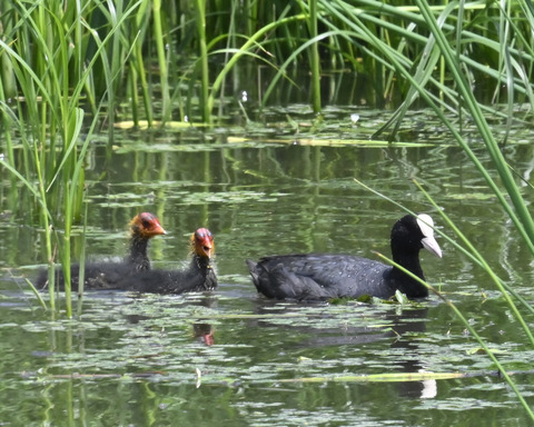 オオバンの親子6212