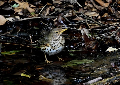 クロツグミ♀6207