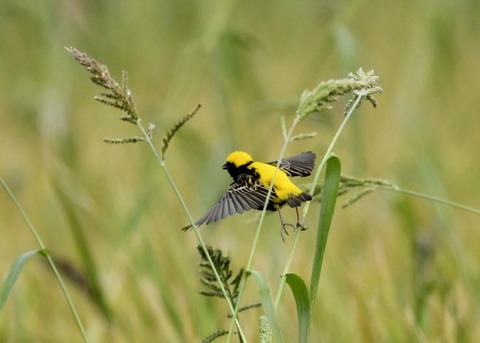 オウゴンチョウ1458○