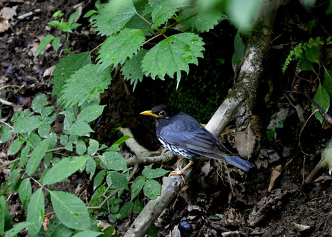 クロツグミ♂0866