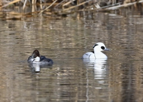 ミコアイサ♂♀0035