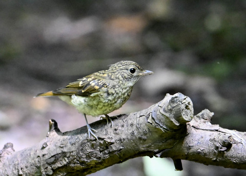 キビタキ幼鳥4654