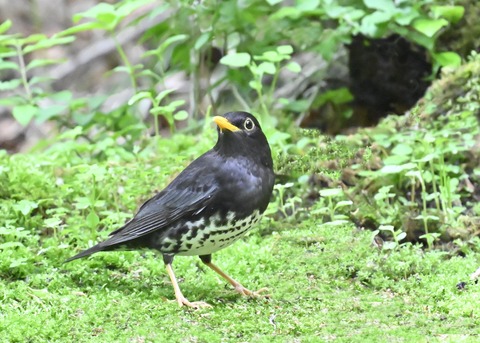 クロツグミ♂2808