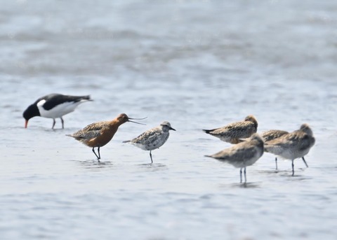 オオソリハシシギ6539