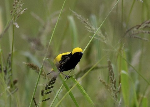 オウゴンチョウ♂2267