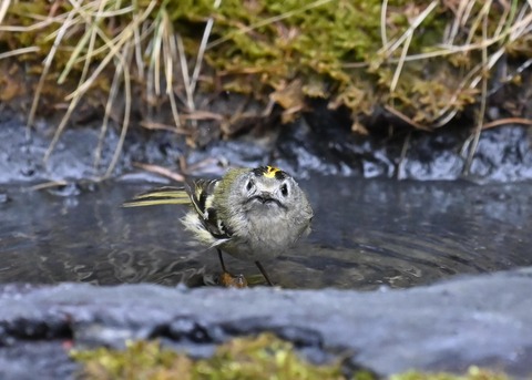 キクイタダキ♂0056 - コピー