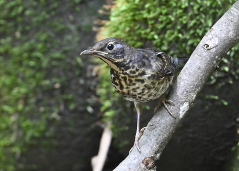 クロツグミ♀幼鳥0095
