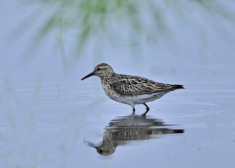 ウズラシギ夏羽1975