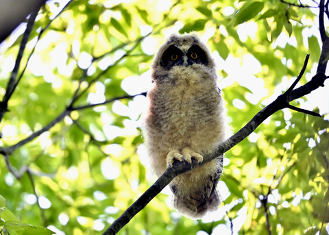 トラフズクのヒナ1109