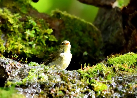 メボソムシクイ0706