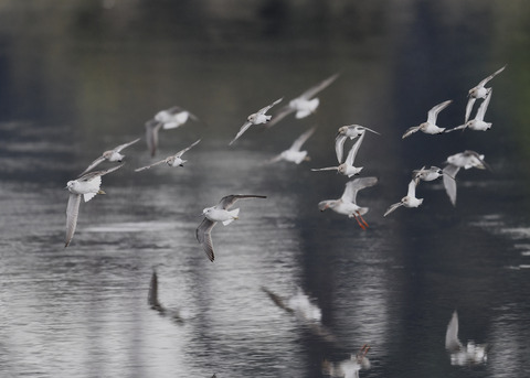 アオアシシギ5728