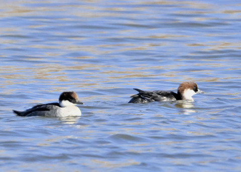 ミコアイサ♀5110