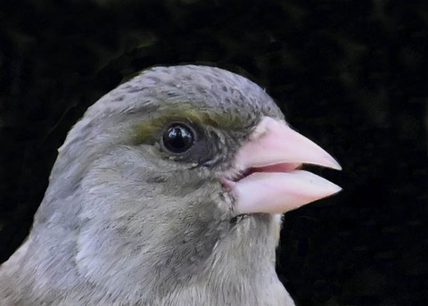 オオカワラヒワ7002