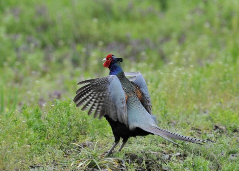 羽広る・キジ♂0051◎