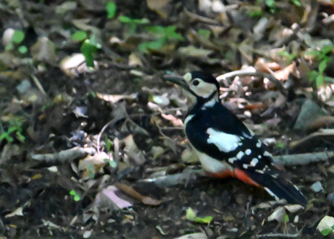 アカゲラ♀6662