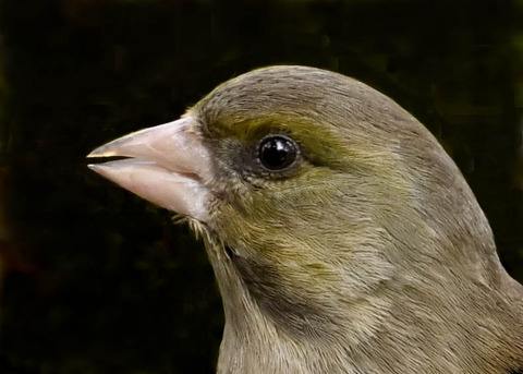 オオカワラヒワ♀1000