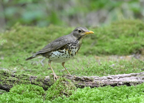 クロツグミ♀0613