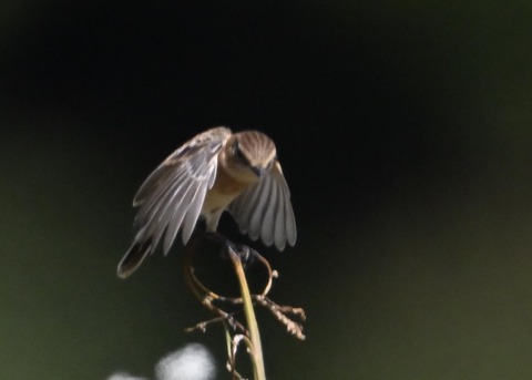 ノビタキ♀1569