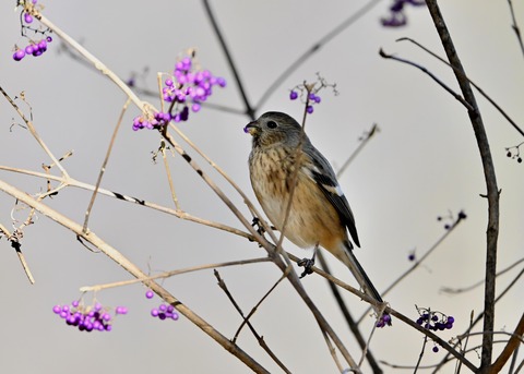 ベニマシコ♀0709