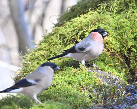 アカウソ♂・♀0669