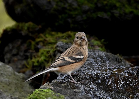 ベニマシコ♀冬羽1818