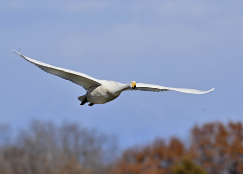 オオハクチョウ0897