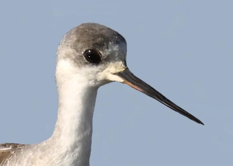 セイタカシギ幼鳥2001