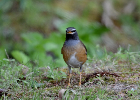 マミチャジナイ♂1206