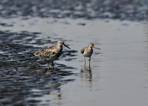 オバシギ若鳥1292