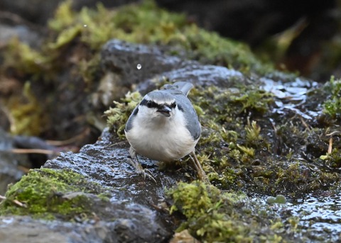 ゴジュウカラ9262