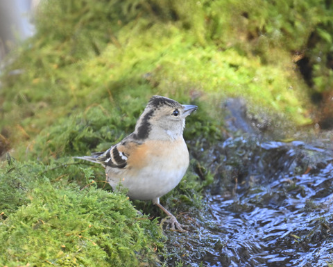 アトリ♀1145