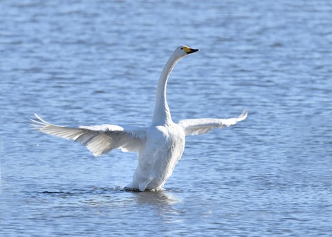 オオハクチョウ1402