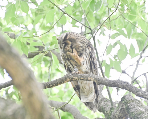 トラフズクの♀親4671